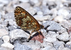 Melitaea aurelia