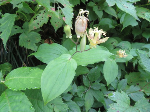 toad lily (Tricyrtis latifolia)