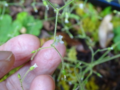 Cerastium subpilosum