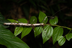 Oxyartes