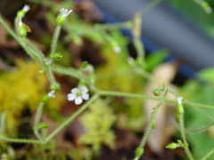 Cerastium subpilosum