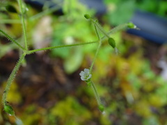 Cerastium subpilosum