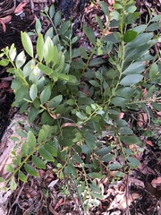 Acacia complanata