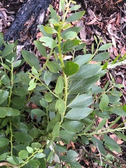 Acacia complanata