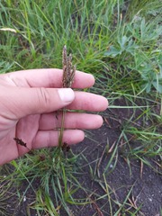 Koeleria altaica