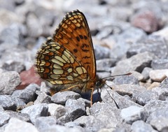 Melitaea aurelia