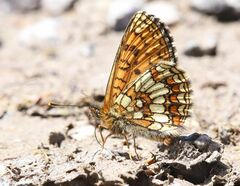 Melitaea aurelia
