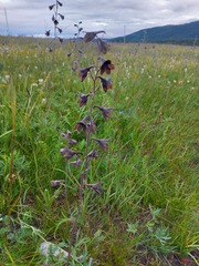 Delphinium triste