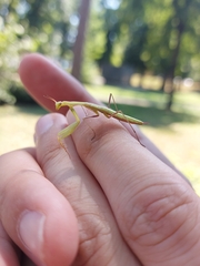 Mantis religiosa