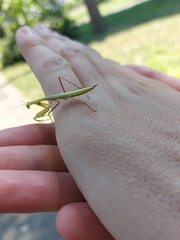 Mantis religiosa