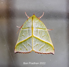 Hylophilodes tsukusensis