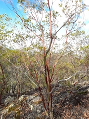 Leptospermum luehmannii