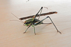 Eupholidoptera megastyla