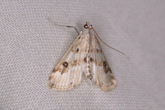 Parapoynx stratiotata