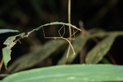 Clitumninae