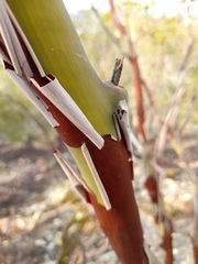 Leptospermum luehmannii