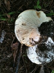 Russula brevipes brevipes