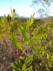 Leptospermum luehmannii