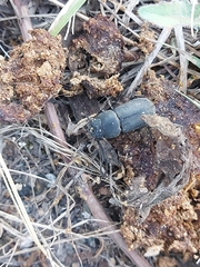 Dorcus parallelipipedus