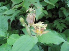 Tricyrtis latifolia