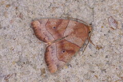 Cosmia trapezina