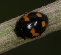 Ceratomegilla alpina