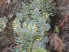 Phlebodium araneosum