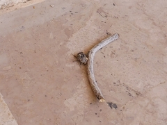 Heterocnemis graeca