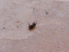 Heterocnemis graeca