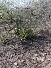 Sansevieria cylindrica