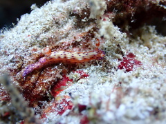 Hypselodoris maculosa