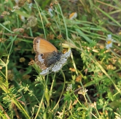 Coenonympha arcania