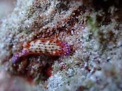 Hypselodoris maculosa