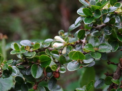 Ligustrum morrisonense