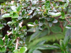 Ligustrum morrisonense