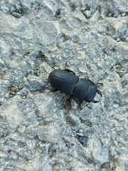 Dorcus parallelipipedus