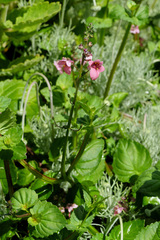 Diascia integerrima