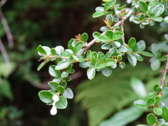 Ligustrum morrisonense