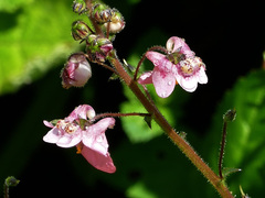 Diascia integerrima
