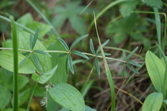 Galium paniculatum