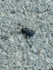 Dorcus parallelipipedus