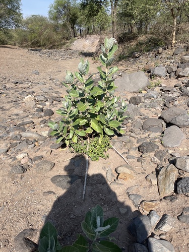 Calotropis gigantea image