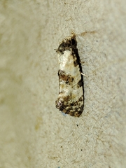 Neocochylis hybridella