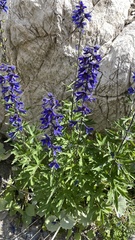 Delphinium dubium