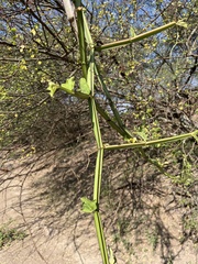 Cissus quadrangularis