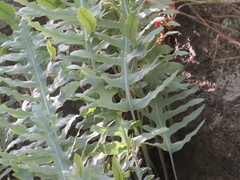 Phlebodium araneosum