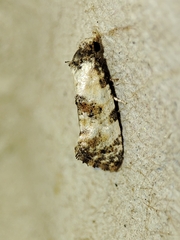 Neocochylis hybridella