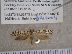 Moerarchis clathrata