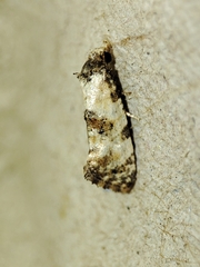 Neocochylis hybridella