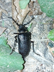 Prionus coriarius